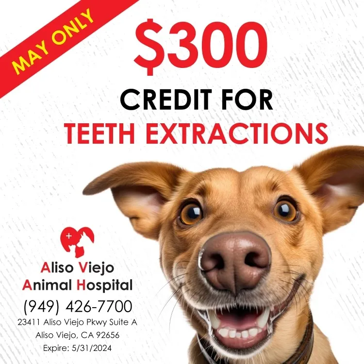 may 2024 dental promo